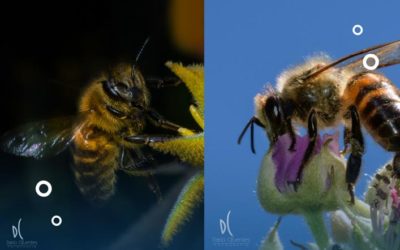 Bees are at high risk of extinction learn how to help them