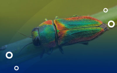The Jewel Beetle (Coleoptera: Buprestidae) is capable of detecting fires more than 80Km away.