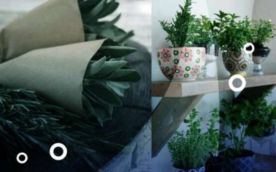 7 Potentes hierbas que puedes cultivar fácilmente en interiores todo el año