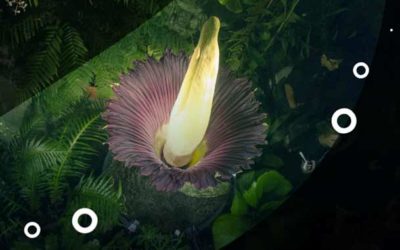 Titan Arum la planta más grande del mundo.