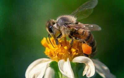 OUR LIFE DEPENDS ON BEES