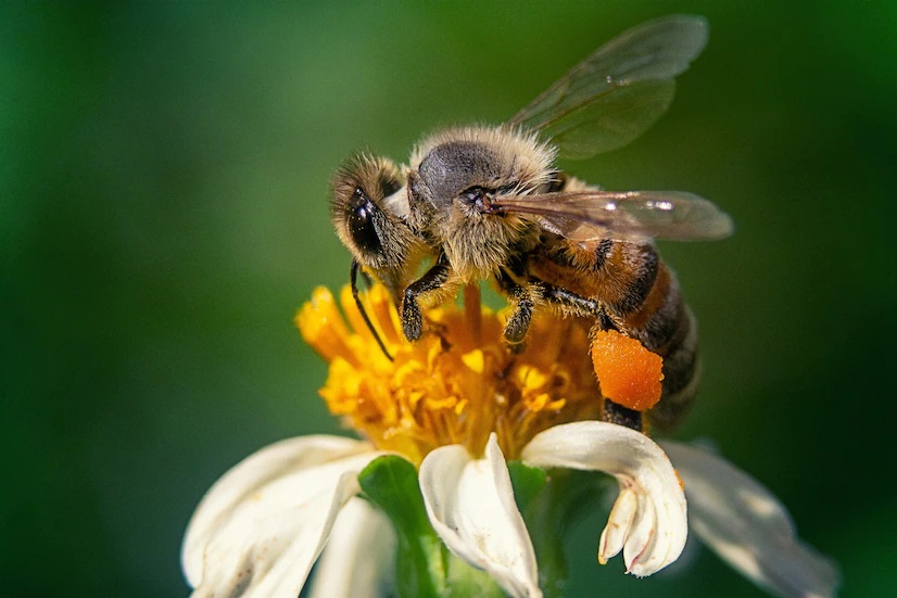 NUESTRA VIDA DEPENDE DE LAS ABEJAS